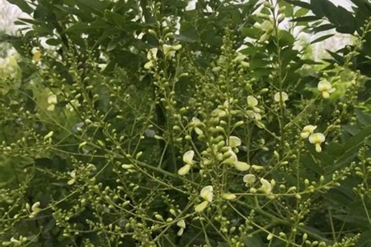 水培富贵竹怎么施肥