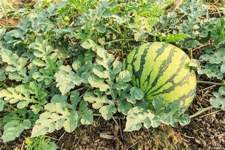 水培富贵竹可以施肥吗