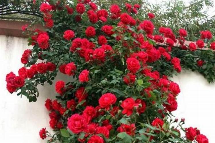 月季黄叶掉叶怎么办？