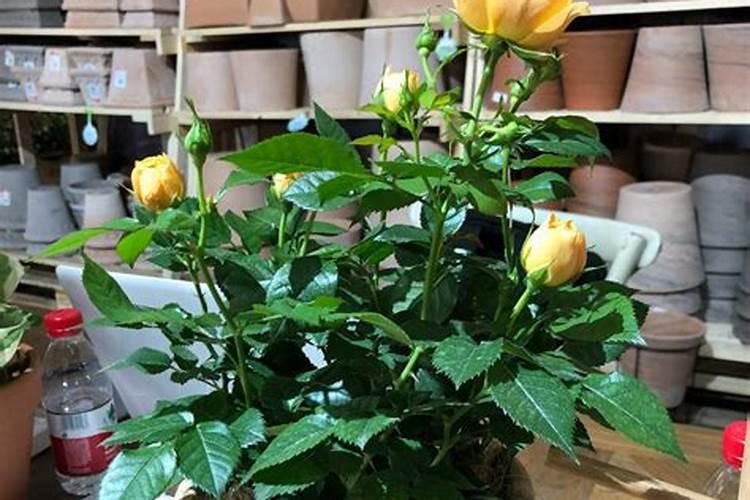 月季黄叶掉叶怎么办？