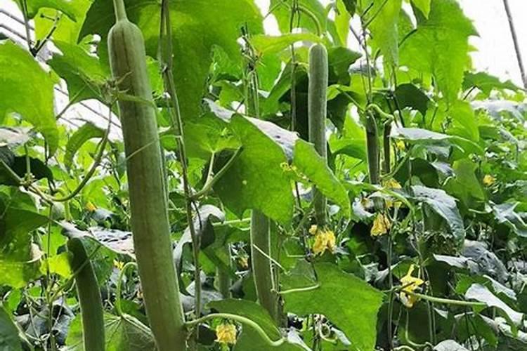 种丝瓜用什么肥料最好 关于种丝瓜用什么肥料最好