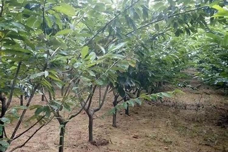 早板栗夏季什么时候施肥合适