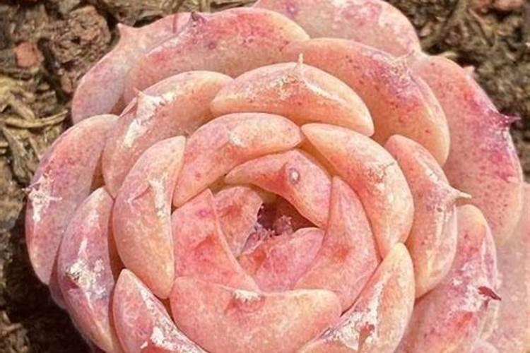 多肉施什么肥好