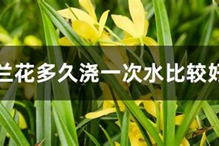 石榴树打什么药长得好又高产