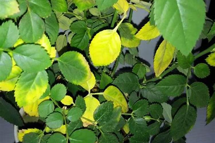 请问黄腐酸、氨基酸、腐植酸的作用和区别有哪些？