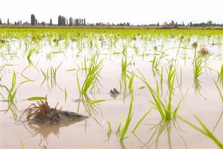 水稻栽完多久施肥