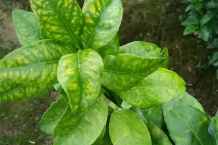 敏感肌红血丝怎么修复 什么方法修复效果好