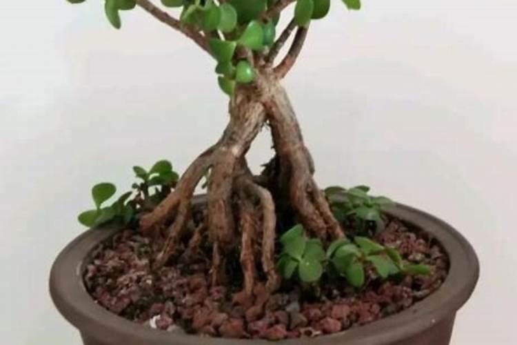 鱼肠肥要多久才能腐熟 鱼肠肥需要多久才能变成肥料？