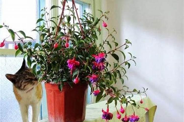 葡萄上可以喷食用醋吗