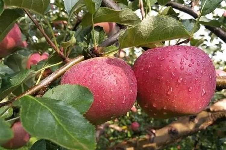 苹果用什么水溶肥好 主要是促进果树生长