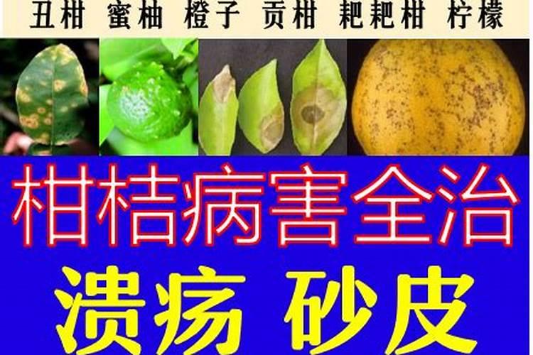 车前草的养殖方法和注意事项