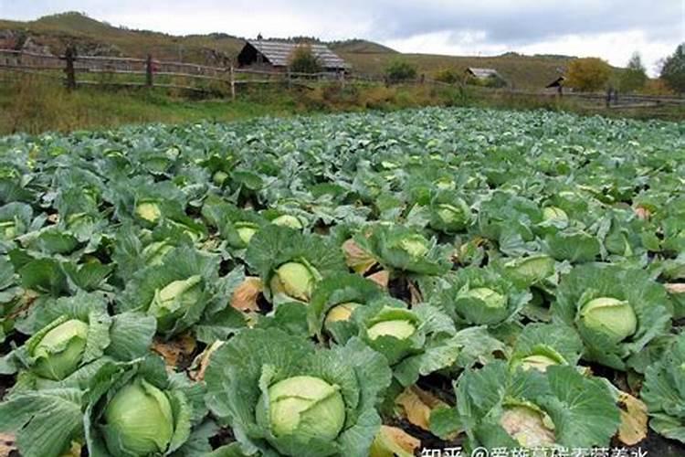 要是在自制鱼蛋白中发现有氨气该怎么解决