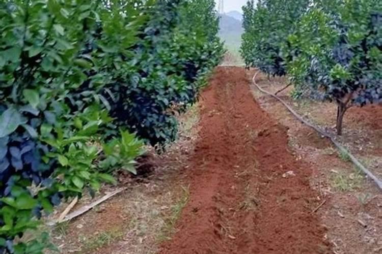 为什么冬天树叶黄