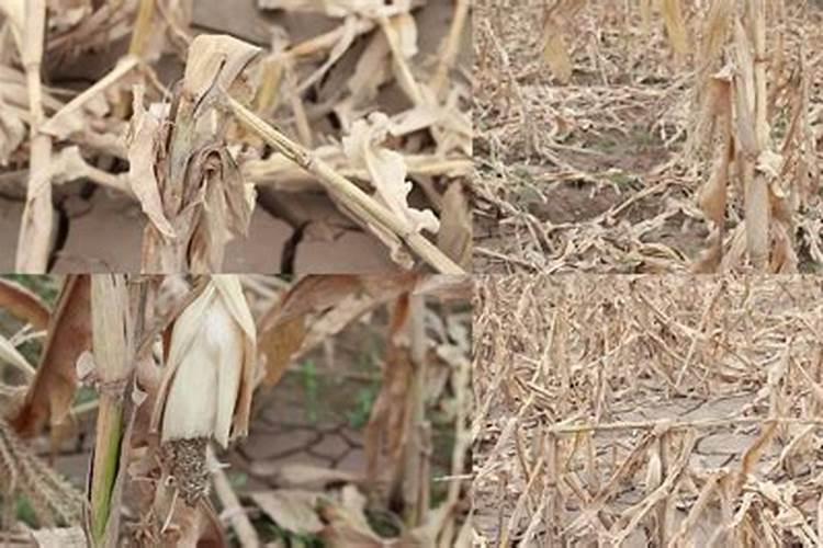 玉米五叶期喷什么叶面肥好