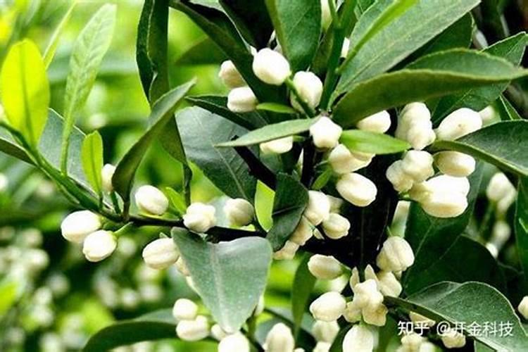 甲霜恶霉灵灌根兑水比例多少合适