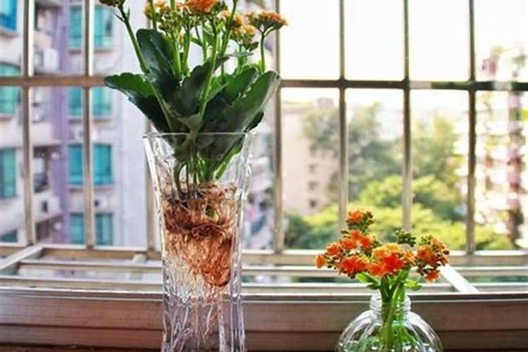 长寿花花期怎样施肥和浇水