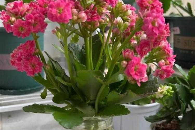 水培长寿花的养殖方法和注意事项