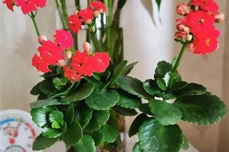 长寿花用营养液还是用农家肥养好？