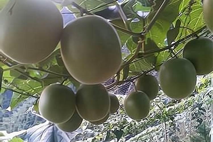 引江济太引言