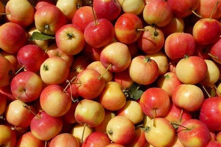 促进枝条老熟用什么药