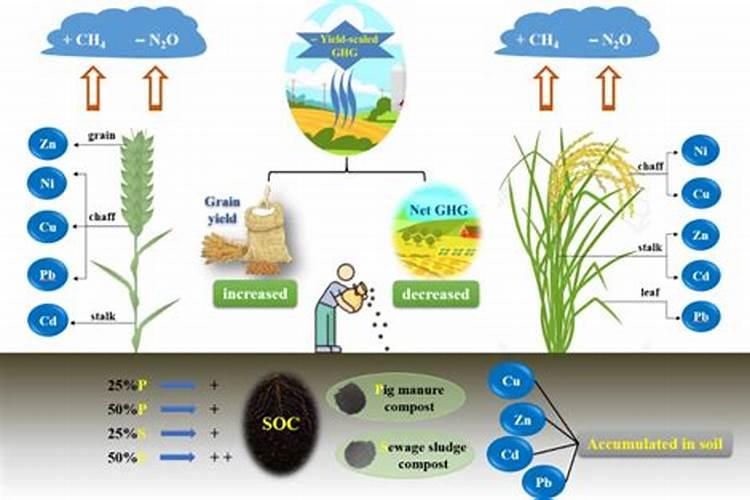稻壳发酵后会有机肥吗