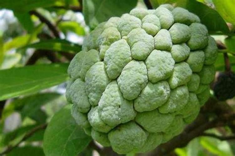 月季花怎么养护和施肥