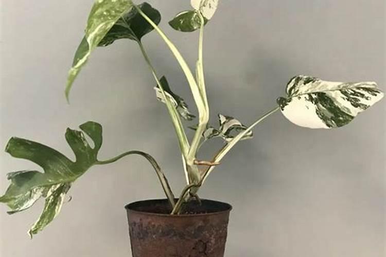 网纹甜瓜网纹稀少怎么办？预防网纹甜瓜网纹稀少的办法有哪些？