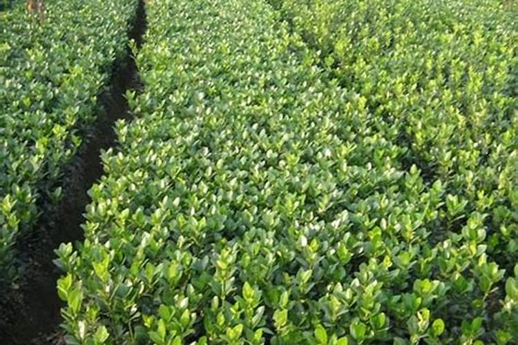 大叶黄杨的叶子发霉咋办？