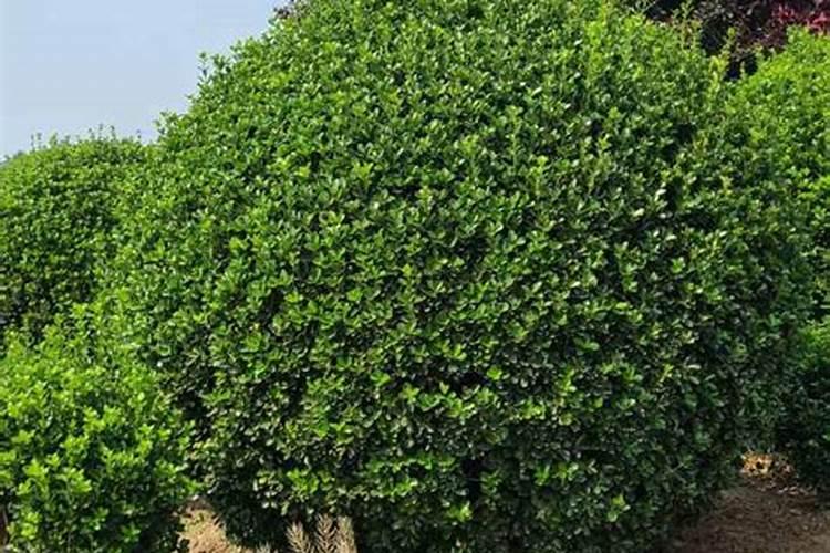 黄杨冬季怎么越冬