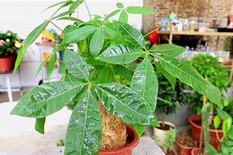 发财树施什么肥好,发财树怎样施肥/以氮肥为主