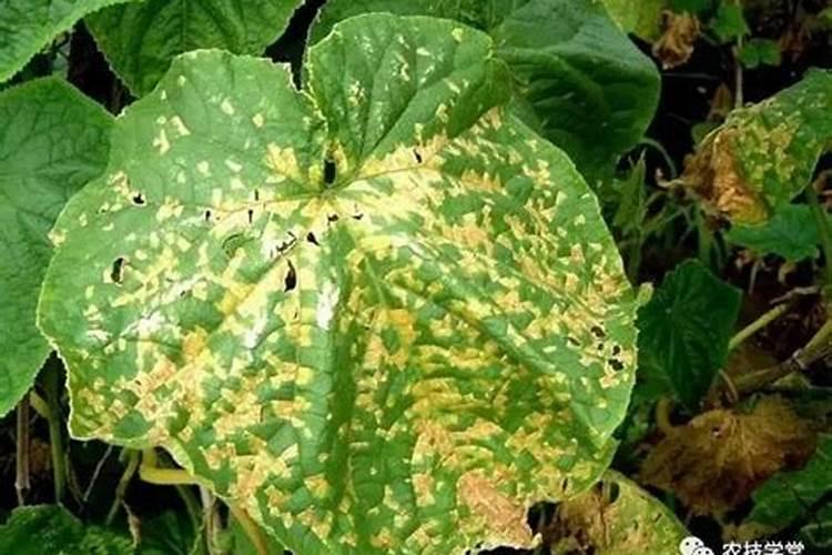 稍瓜秧咋管理？