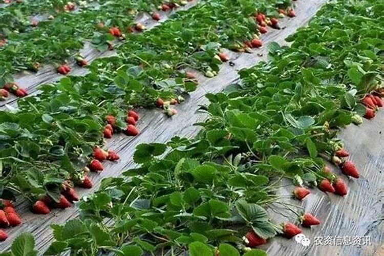 冬季草莓种植该如何避免僵化果？