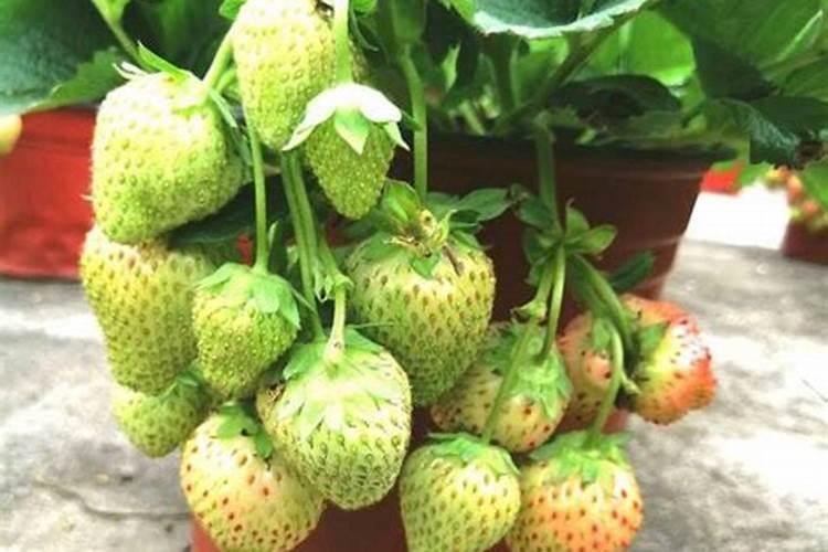 近期草莓产量很低和僵果特别多,有什么好的办法补救？