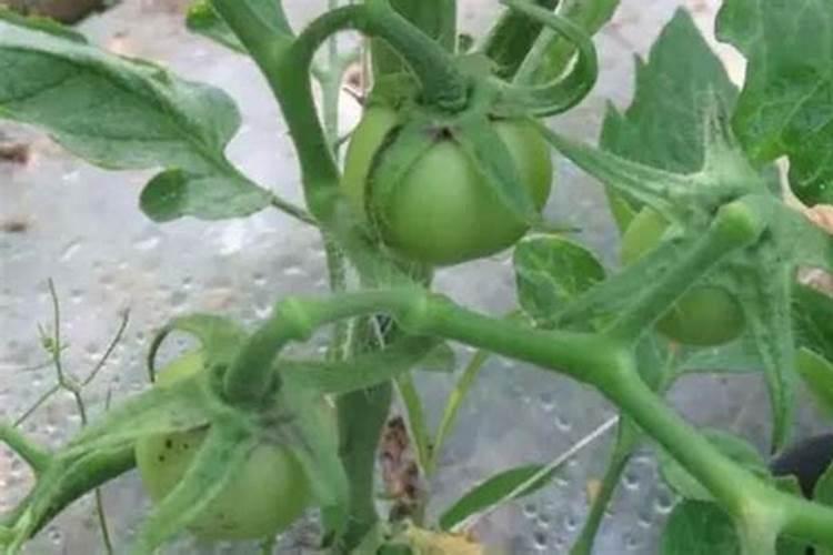 西红柿僵果裂果可以用天清微量元素防治吗？