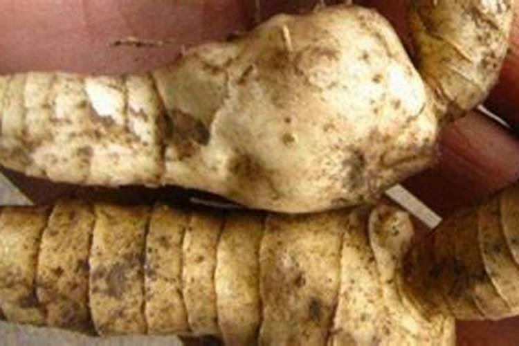 老虎姜用什么肥料施肥 附种植方法