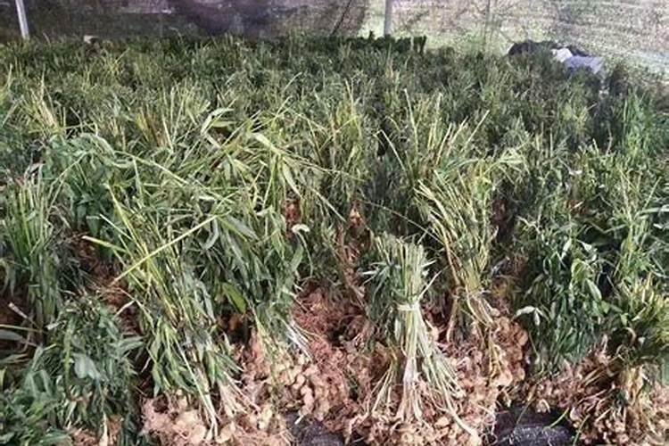 老虎姜怎么种植