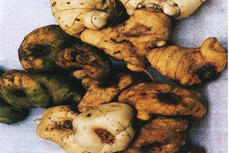 老虎姜的种植方法