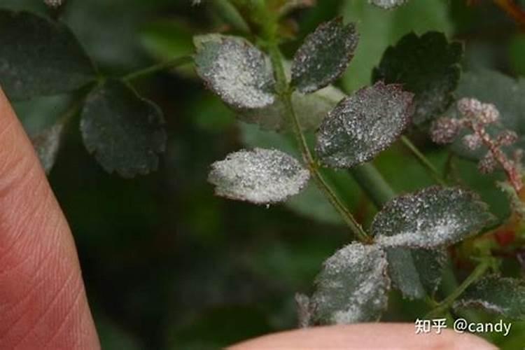 种的粉龙为什么下部开花枝头没花