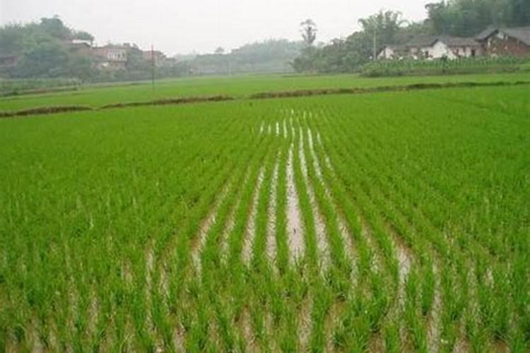 水稻钾肥什么时候施