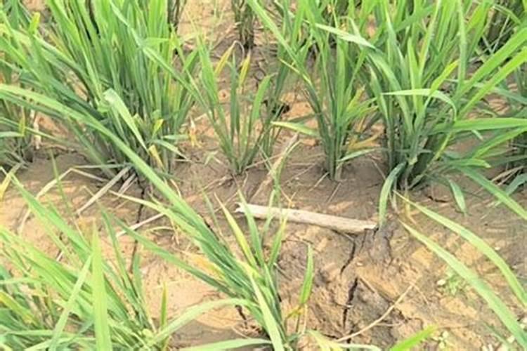 水稻施钾肥正确方法