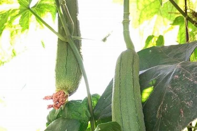 黄瓜两头粗中间细原因,水溶肥怎么用