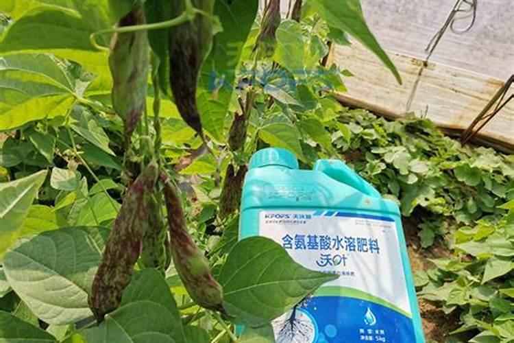 柚子树施水溶肥有什么规律？柚子各个时期施水溶肥方法