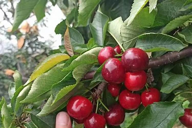 樱桃开完花后多久施肥 樱桃开花后何时施肥最佳