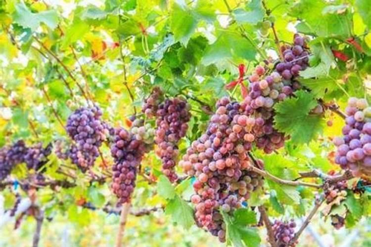 固氮能力强的豆科植物是哪些？