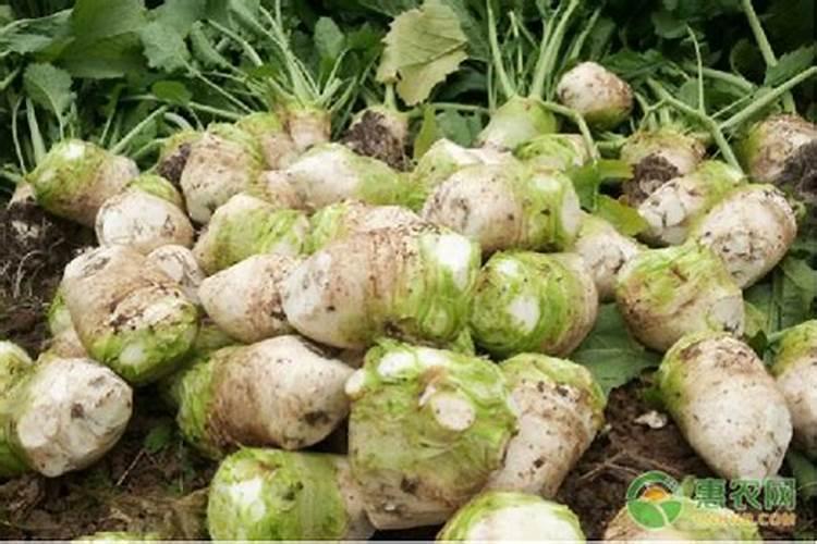 大头菜什么时候种植,大头菜的种植时间及播种方法？