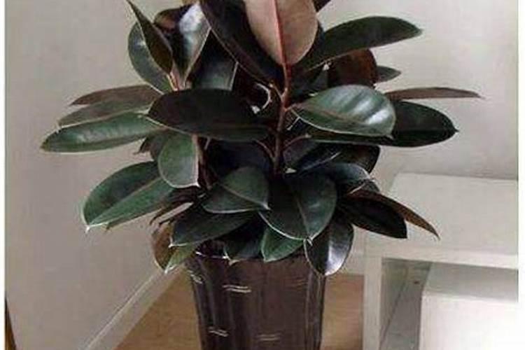 大庆油田植物园需要门票吗