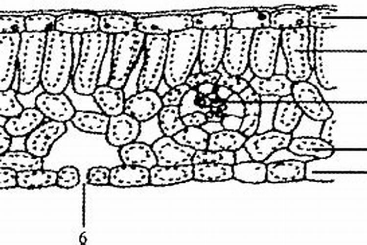 植物叶面肥喷施正面还是反面效果好？为什么？