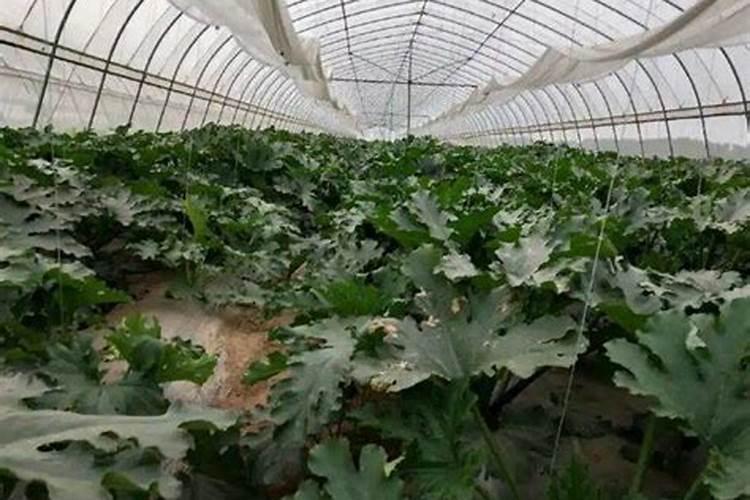 繁殖什么异型鱼收益最高