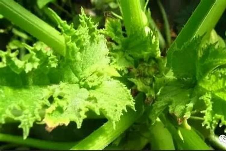 钾肥几月是旺季