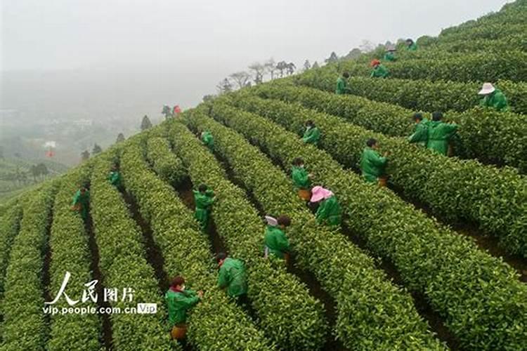 给蔬菜叶面喷施尿素,怎样做才能更好的吸收？